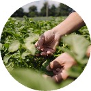 Indoor Edible Garden